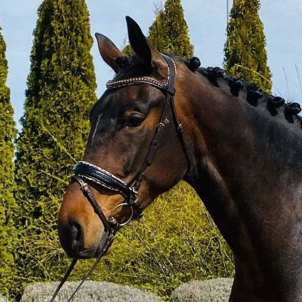 Black Patent Croc Brown Leather H.M. Safari Snaffle Bridle