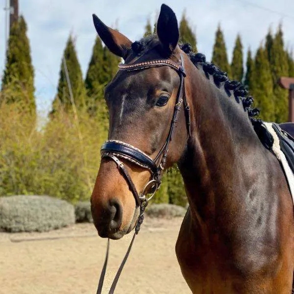 Black Patent Croc Brown Leather H.M. Safari Snaffle Bridle