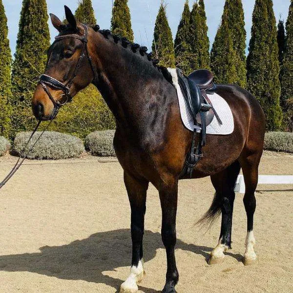 Black Patent Croc Brown Leather H.M. Safari Snaffle Bridle