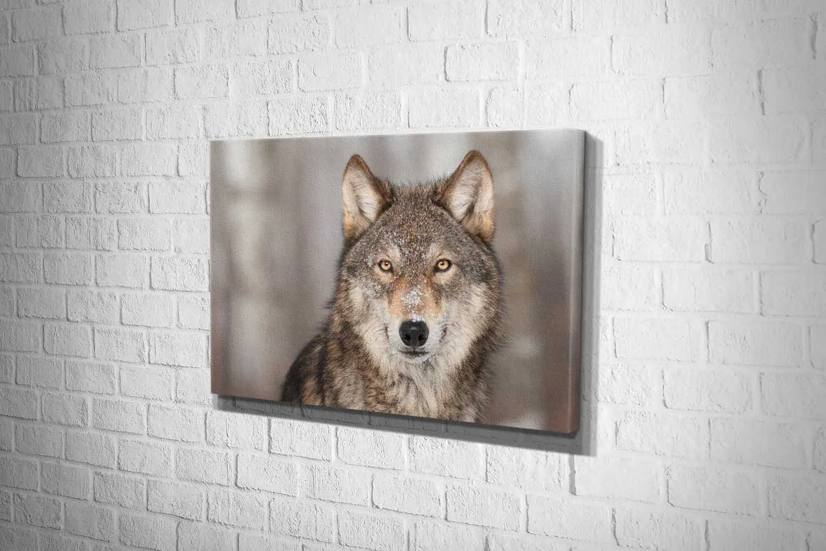 Grey Wolf Portrait | Canvas Wall Art Print