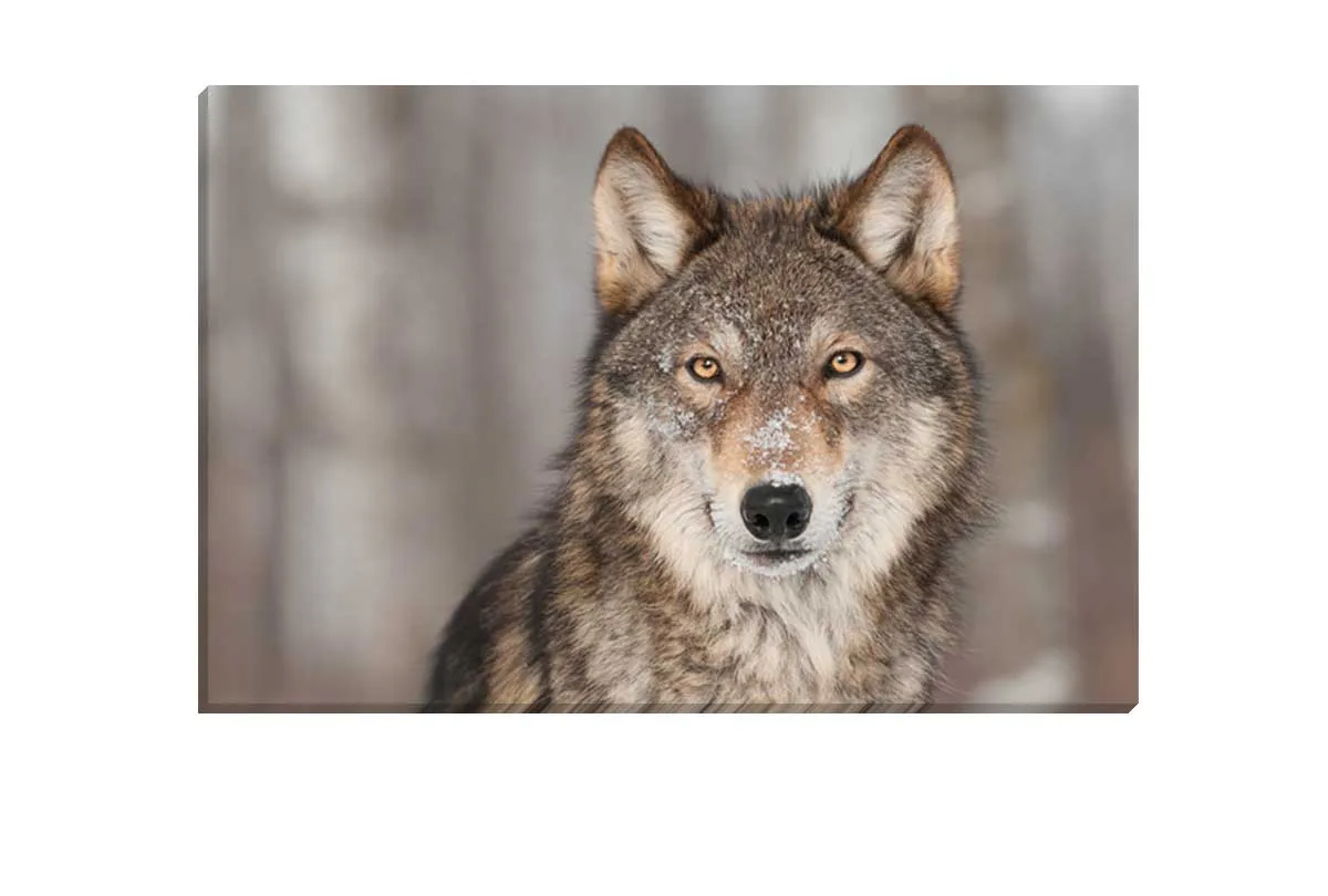 Grey Wolf Portrait | Canvas Wall Art Print