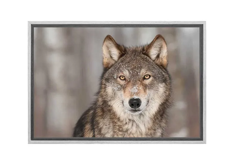 Grey Wolf Portrait | Canvas Wall Art Print