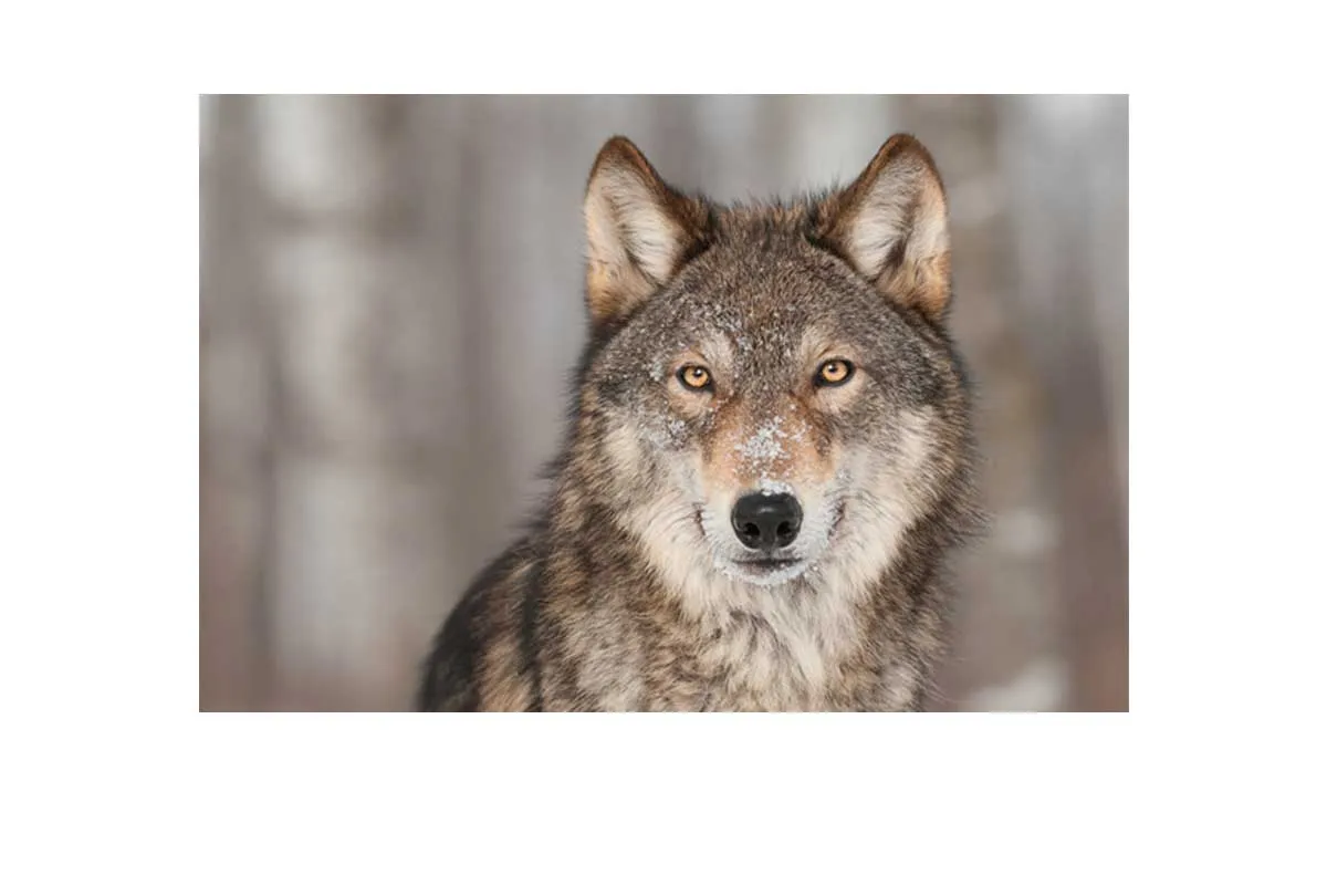 Grey Wolf Portrait | Canvas Wall Art Print