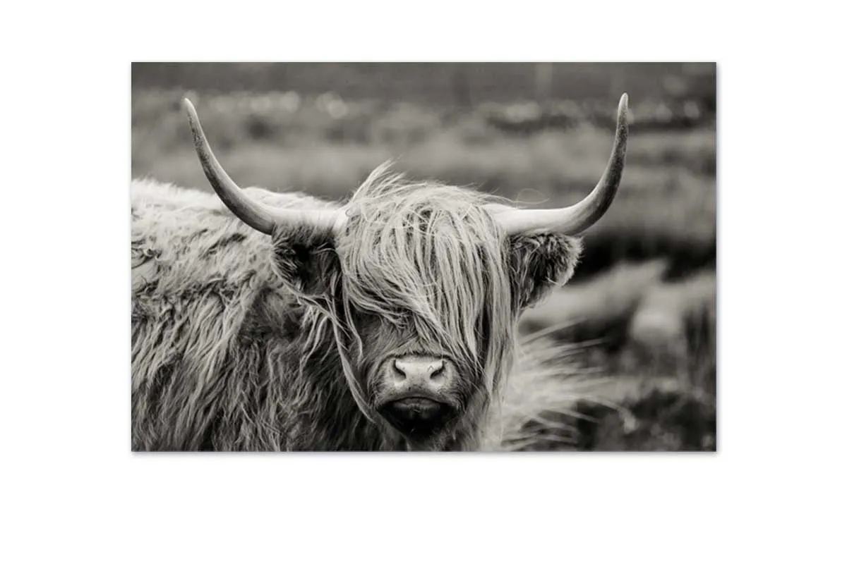 Highland Cow Monochrome | Canvas Wall Art Print