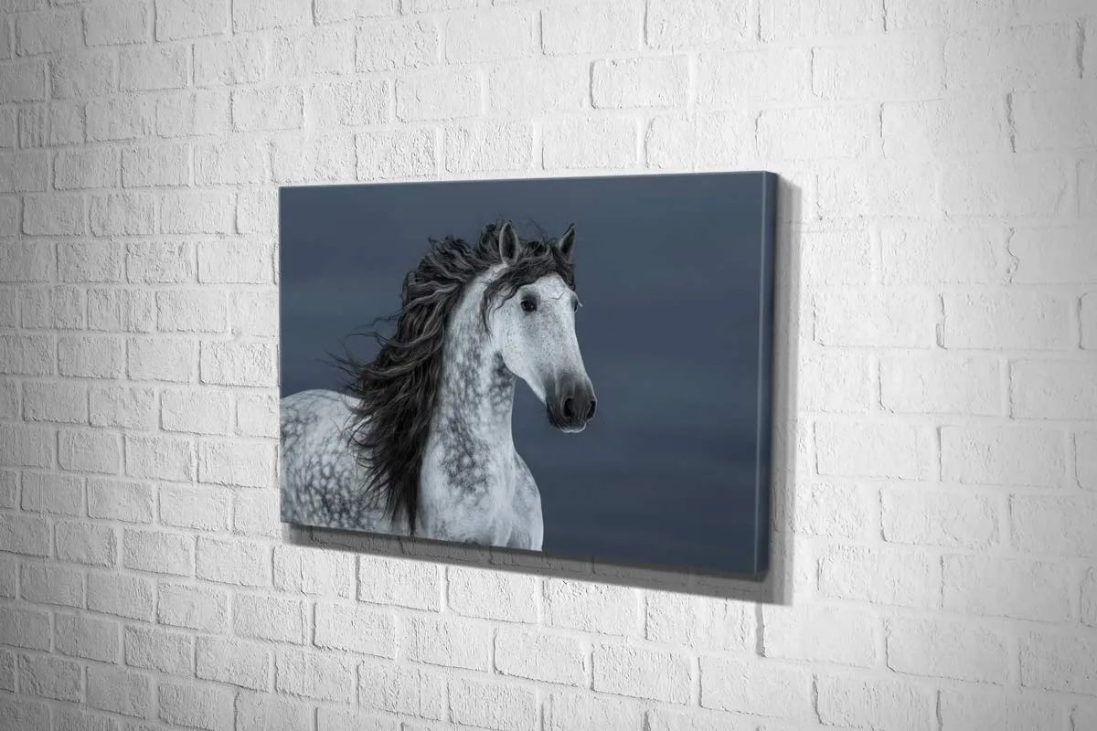 Horse | Canvas Wall Art Print