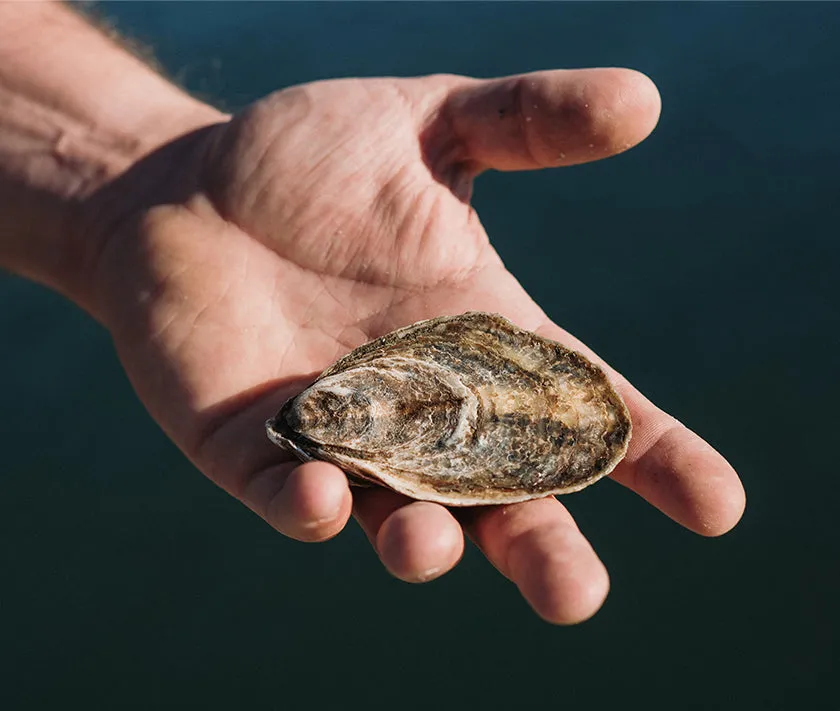 Little Gun Oysters from East Moriches, NY