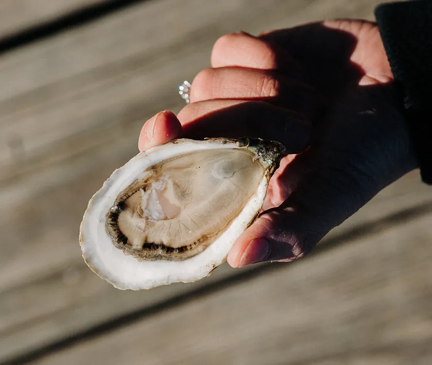 Little Gun Oysters from East Moriches, NY