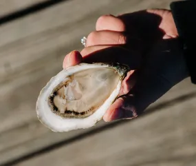 Little Gun Oysters from East Moriches, NY